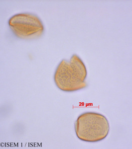 ISEM 1/Tropaeolum_pubescens_29249/Tropaeolum_pubescens_29249_0001(copy)_thumb.jpg